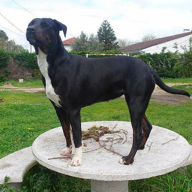 Tinker-belle
