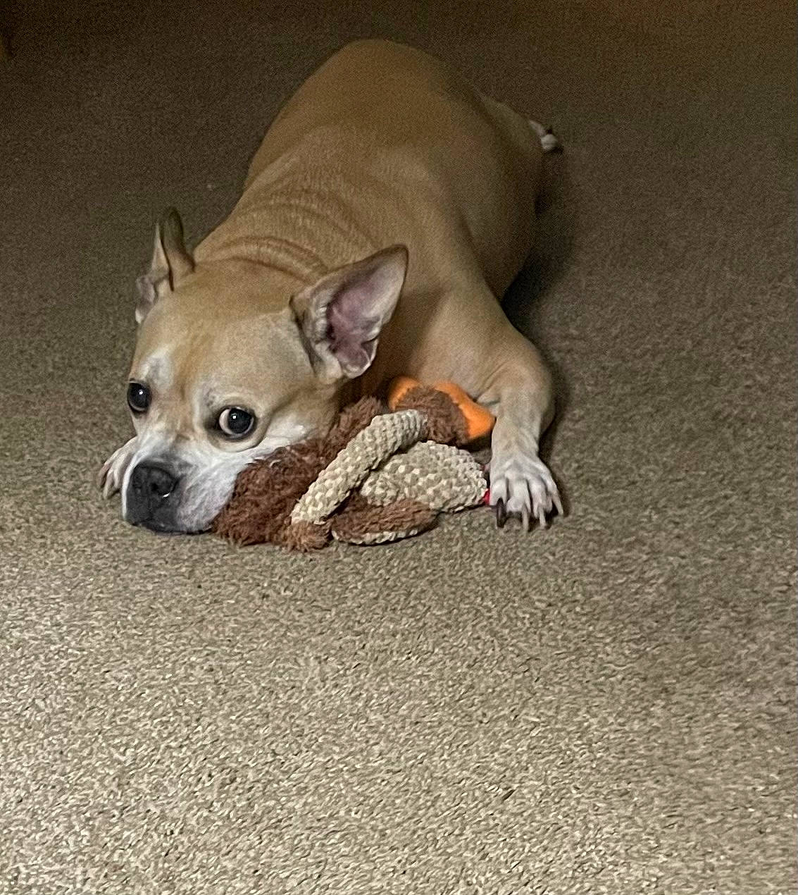 Ludia joined the competition — help win amazing prizes! canidae, carnivore, chihuahua, comfort, companion_dog, dog, dog_breed, dog_supply, ear, fawn, fur, hat, paw, snout, sporting_group, tail, terrestrial_animal, toy_dog, whiskers, working_animal