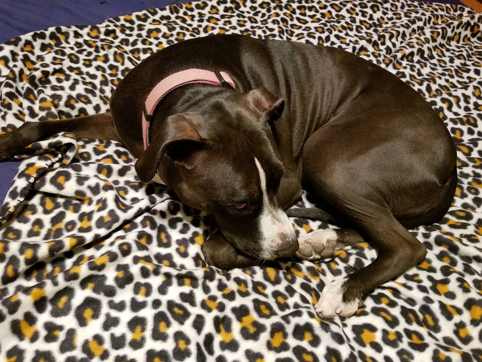 Maisel joined the competition — help win amazing prizes! american_hairless_terrier, american_pit_bull_terrier, american_staffordshire_terrier, canidae, carnivore, companion_dog, dog, dog_bed, dog_breed, fawn, italian_greyhound, mammal, nap, non_sporting_group, puppy, snout, sporting_group