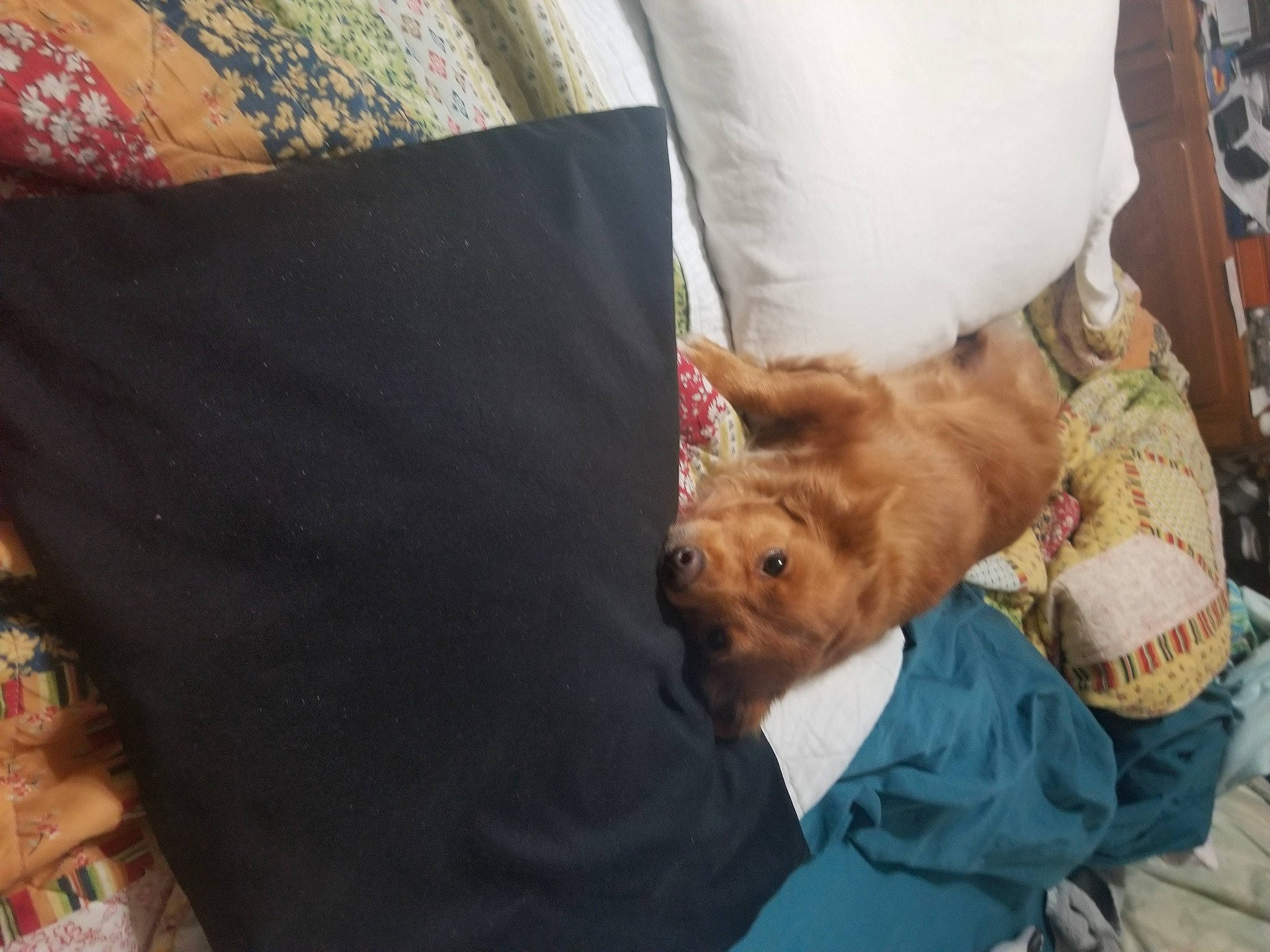 Abe joined the competition — help win amazing prizes! cairn_terrier, canidae, carnivore, cat, companion_dog, dog, dog_breed, fawn, morkie, norwich_terrier, pomeranian, puppy, puppy_love, toy_dog, yorkshire_terrier