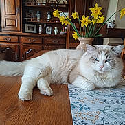 Wookie a rejoint le concours — aidez-le/la à gagner de superbes lots ! cat, fluffy_cat, table, wooden_table, flower_vase, yellow_daffodils, indoor, living_room, wooden_chair, placemat, decor, furniture, pet, relaxed, blue_eyes, cozy, home, plant, still_life, domestic_animal