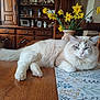 cat, fluffy_cat, table, wooden_table, flower_vase, yellow_daffodils, indoor, living_room, wooden_chair, placemat, decor, furniture, pet, relaxed, blue_eyes, cozy, home, plant, still_life, domestic_animal
