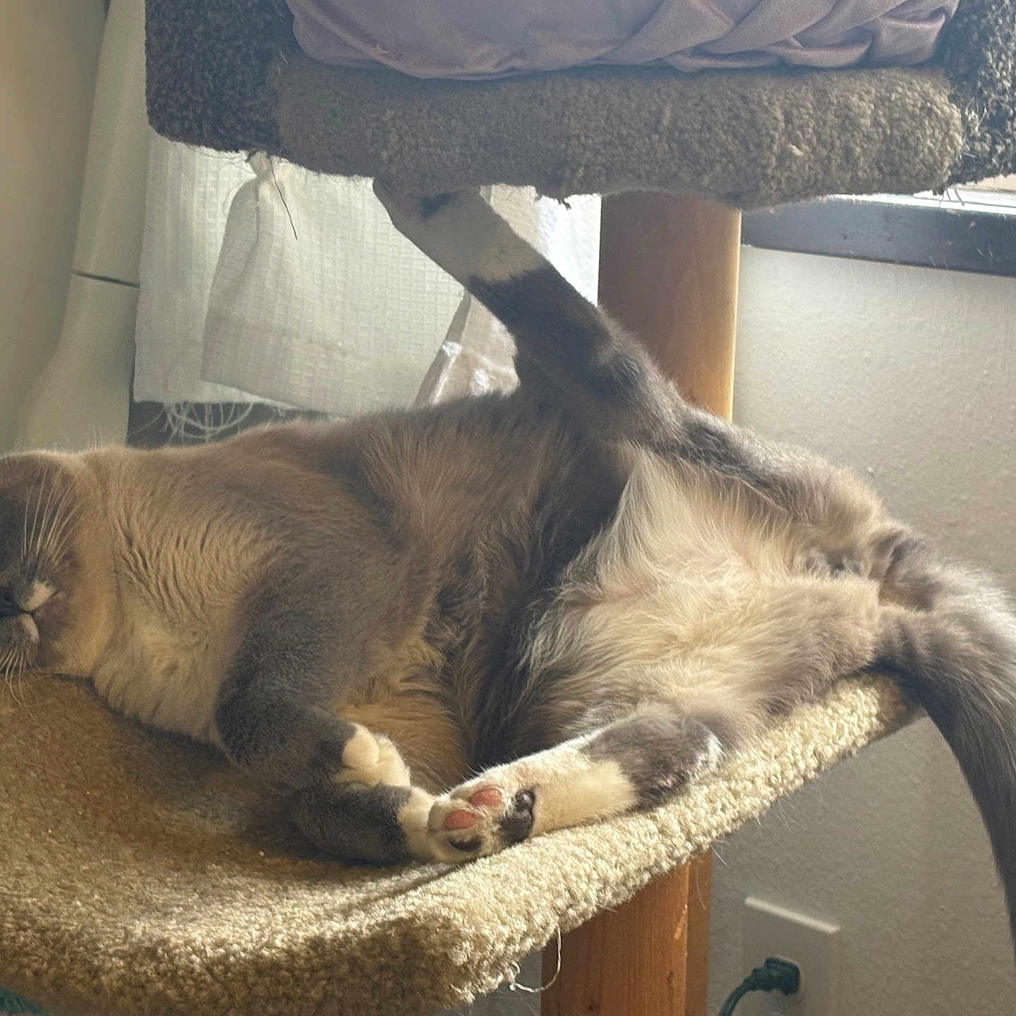 Stinky Boy