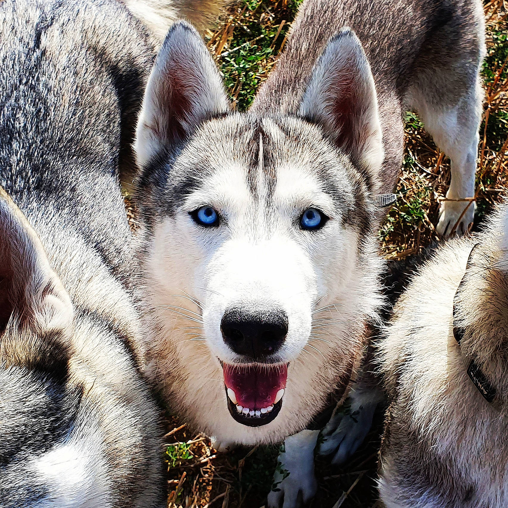 Jasko a rejoint le concours — aidez-le/la à gagner de superbes lots ! art, canis, carnivore, dog, dog_breed, eye, fang, fur, photography, plant, snout, sporting_group, terrestrial_animal, tree, whiskers, wildlife, working_dog