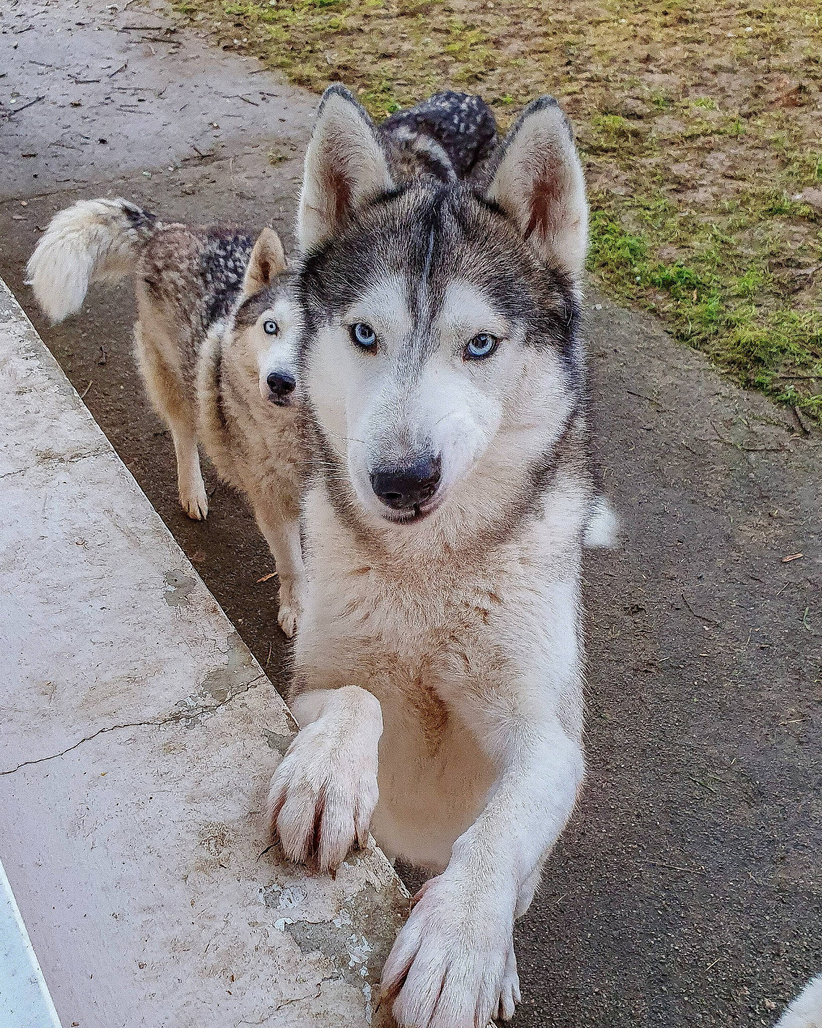 Jasko participe au concours pour gagner de l'argent avec cette photo : ancient_dog_breeds, canidae, carnivore, companion_dog, dog, dog_breed, fawn, fur, non_sporting_group, road_surface, sled_dog, snout, sporting_group, terrestrial_animal, working_animal, working_dog