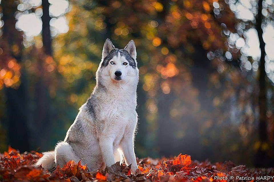 Avalanche participe au concours pour gagner de l'argent avec cette photo : canidae, carnivore, companion_dog, dog, dog_breed, fawn, felidae, forest, grass, natural_landscape, plant, small_to_medium_sized_cats, snout, sporting_group, sunlight, tail, terrestrial_animal, tree, whiskers, wolf