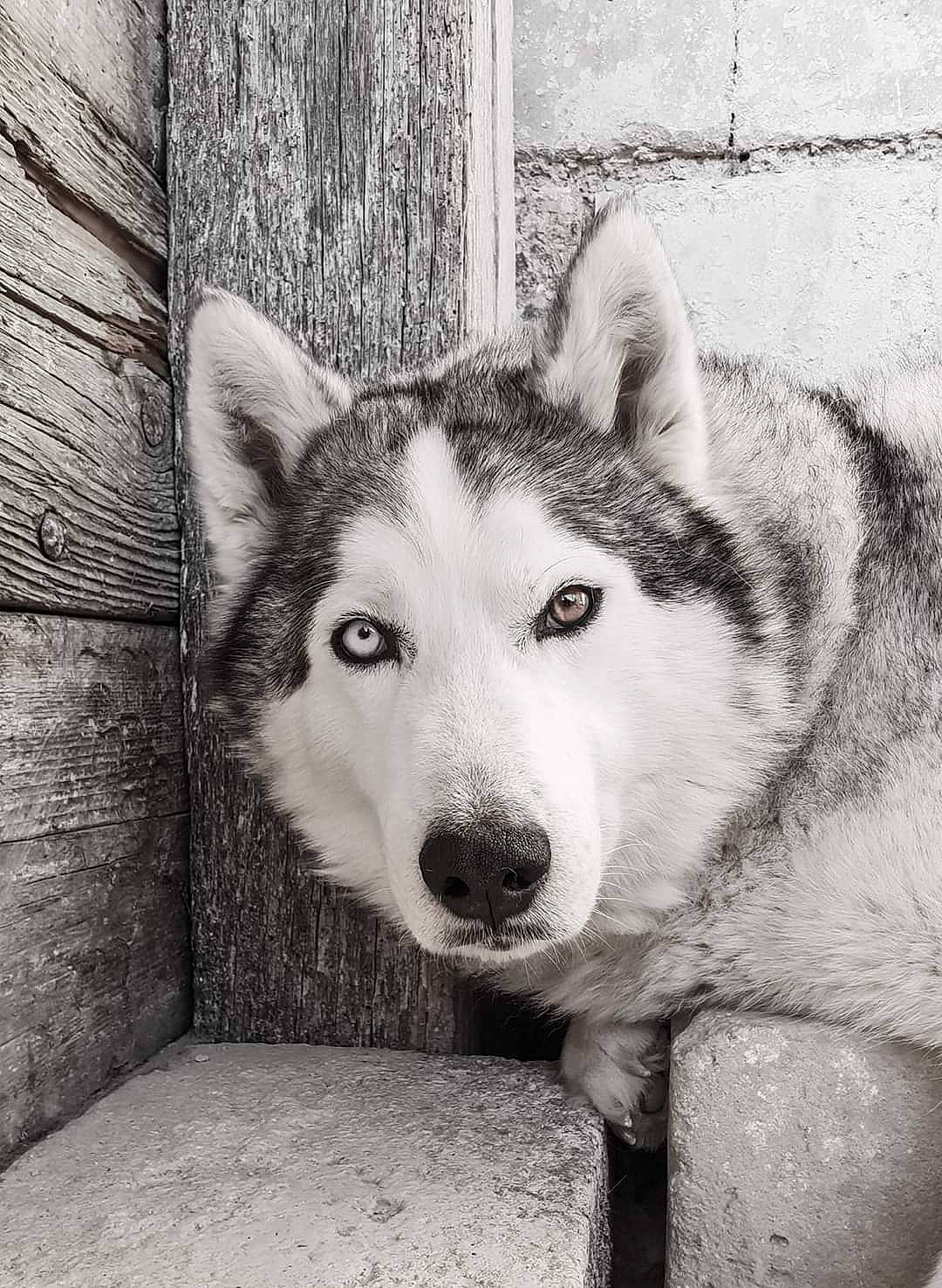 Avalanche participe au concours pour gagner de l'argent avec cette photo : art, black_and_white, canis, carnivore, dog, dog_breed, fur, grey, monochrome, monochrome_photography, sled_dog, snout, stock_photography, style, terrestrial_animal, tree, whiskers, white, wolf, wood