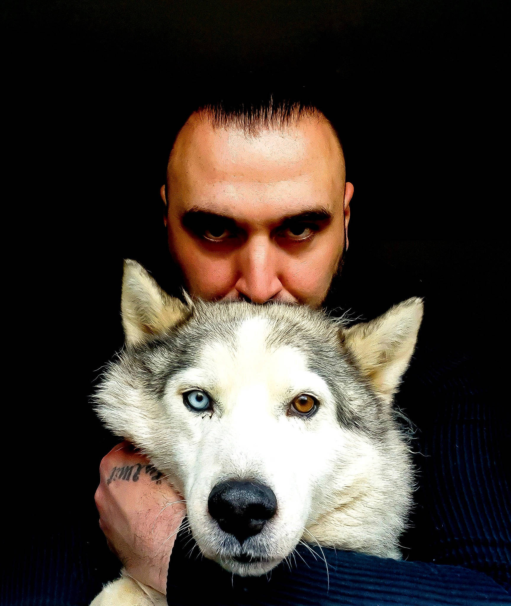 Avalanche a rejoint le concours — aidez-le/la à gagner de superbes lots ! canidae, canis, carnivore, companion_dog, dog, dog_breed, eye, fawn, flash_photography, fur, jaw, siberian_husky, sitting, sled_dog, snout, sporting_group, sunglasses, whiskers, wolf, working_dog