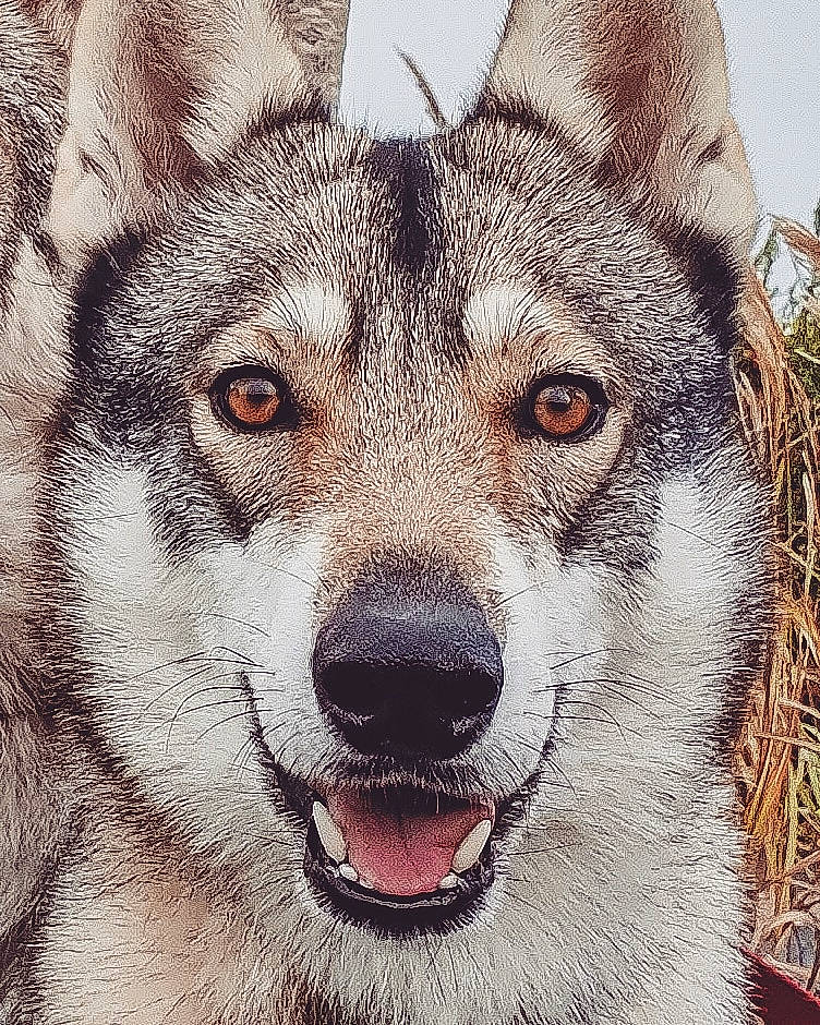 Wolfaya a rejoint le concours — aidez-le/la à gagner de superbes lots ! art, canidae, canis, carnivore, close_up, companion_dog, dog, dog_breed, drawing, eyelash, fawn, fur, illustration, painting, snout, terrestrial_animal, whiskers, wildlife, wolf, working_dog