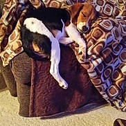 Leo joined the competition — help win amazing prizes! dog, beagle, sleeping, blanket, sofa, pet, cozy, indoor, fur, resting, brown, white, black, paw, comfort, relaxation, carpet, furniture, home, nap