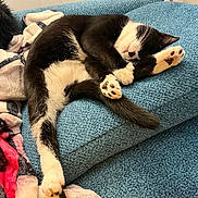 Joy joined the competition — help win amazing prizes! cat, tuxedo_cat, sleeping, paw, paw_pads, blanket, cushion, cozy, indoor, pet, fur, whiskers, nap, close_up, bedding, relaxed, black_and_white, tail, upholstery, plush_blanket