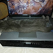 Pilou a rejoint le concours — aidez-le/la à gagner de superbes lots ! cat, gray_cat, laptop, keyboard, computer, indoor, pet, sleeping, resting, technology, fur, table, screen, electronics, canyon_wallpaper, home, animal, cozy, relaxed, chair