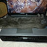 animal, canyon_wallpaper, cat, chair, computer, cozy, electronics, fur, gray_cat, home, indoor, keyboard, laptop, pet, relaxed, resting, screen, sleeping, table, technology