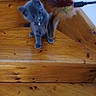 Pilou participe au concours pour gagner de l'argent avec cette photo : kitten, cat, gray_cat, stairs, wooden_stairs, toy, feather_toy, pet, indoor, animal, playful, young_cat, feline, curious, paws, floor, wood, pet_toy, cute, house
