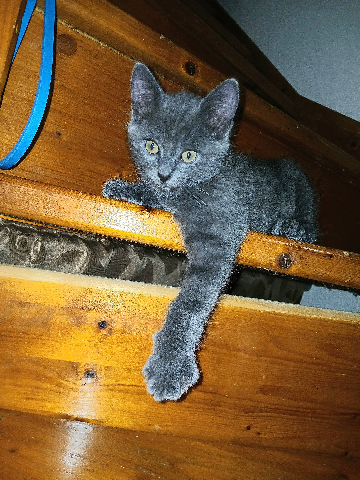 Pilou