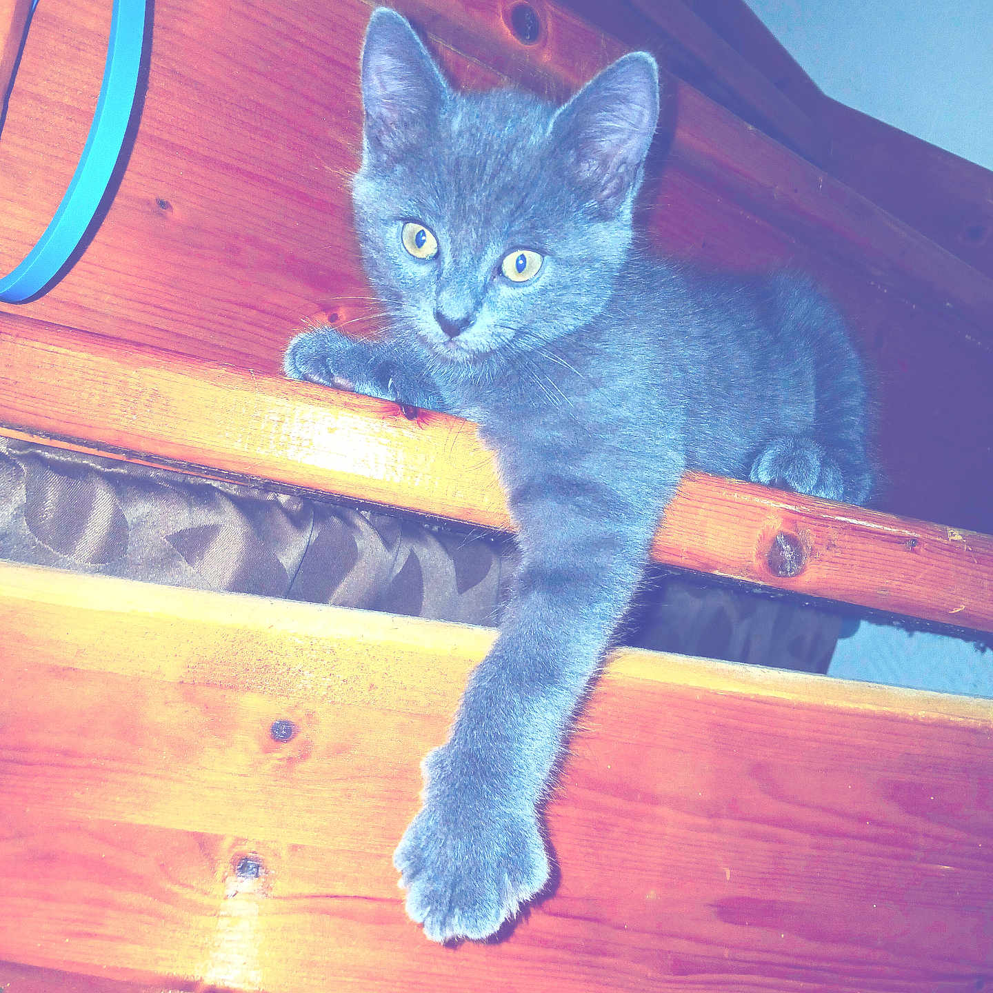 Pilou