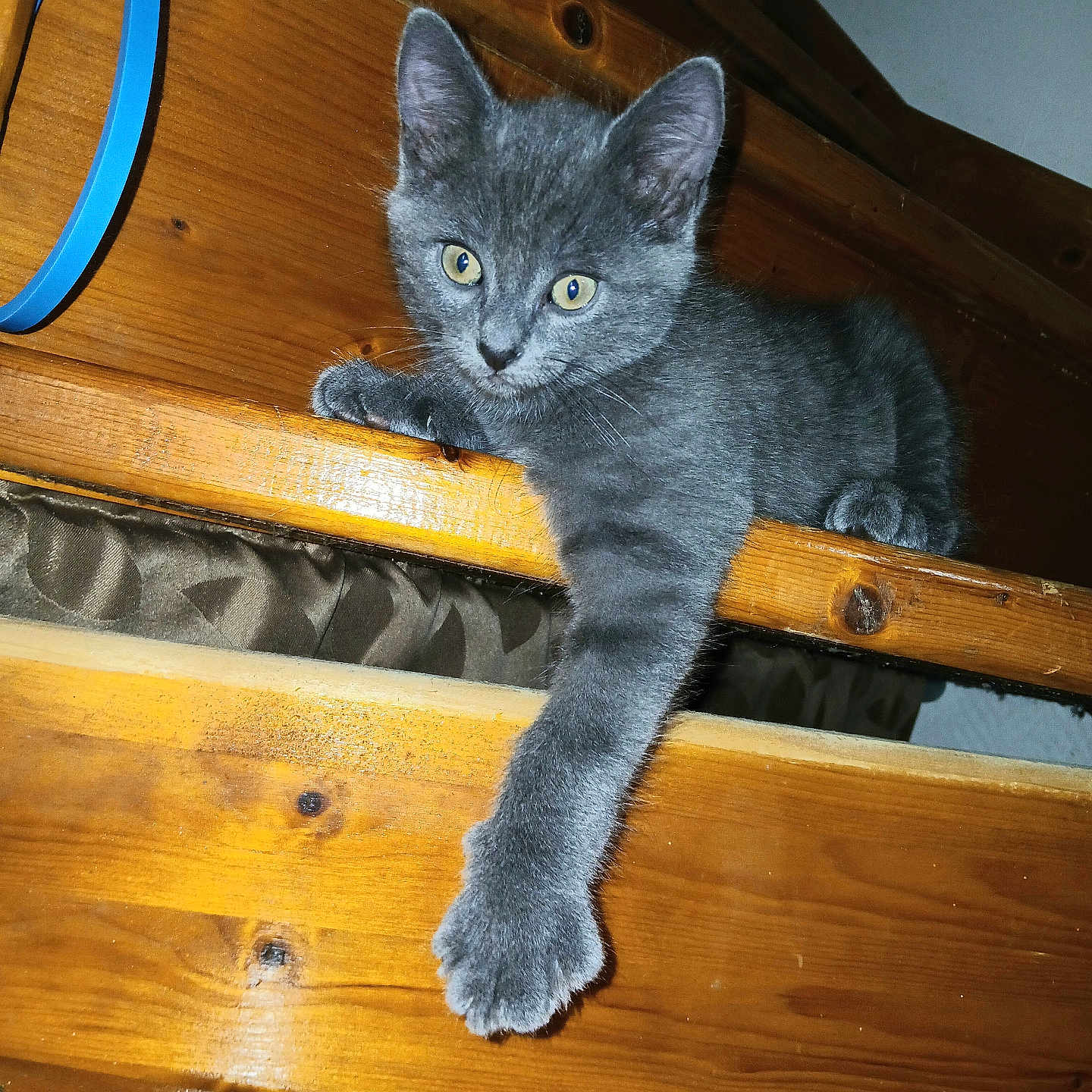 Pilou