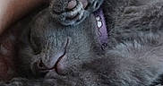 Pilou a rejoint le concours — aidez-le/la à gagner de superbes lots ! cat, sleeping, gray_fur, paw, collar, purple, close_up, pet, feline, cute, cozy, resting, whiskers, soft, animal, domestic, fur, relaxed, hand, snuggle