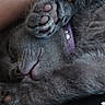 animal, cat, close_up, collar, cozy, cute, domestic, feline, fur, gray_fur, hand, paw, pet, purple, relaxed, resting, sleeping, snuggle, soft, whiskers