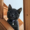 Pilou participe au concours pour gagner de l'argent avec cette photo : kitten, gray_cat, pet, stairs, wood, collar, bell, curious, indoor, animal, feline, young_cat, portrait, close_up, whiskers, ears, fur, cute, home, domestic_cat