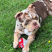 Chappo is registered to the contest to win money with this photo: dog, bulldog, puppy, grass, outdoor, animal, pet, can, red, relaxed, laying, playful, nature, cute, young, paw, fur, muzzle, ears, snout