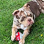 dog, bulldog, puppy, grass, outdoor, animal, pet, can, red, relaxed, laying, playful, nature, cute, young, paw, fur, muzzle, ears, snout