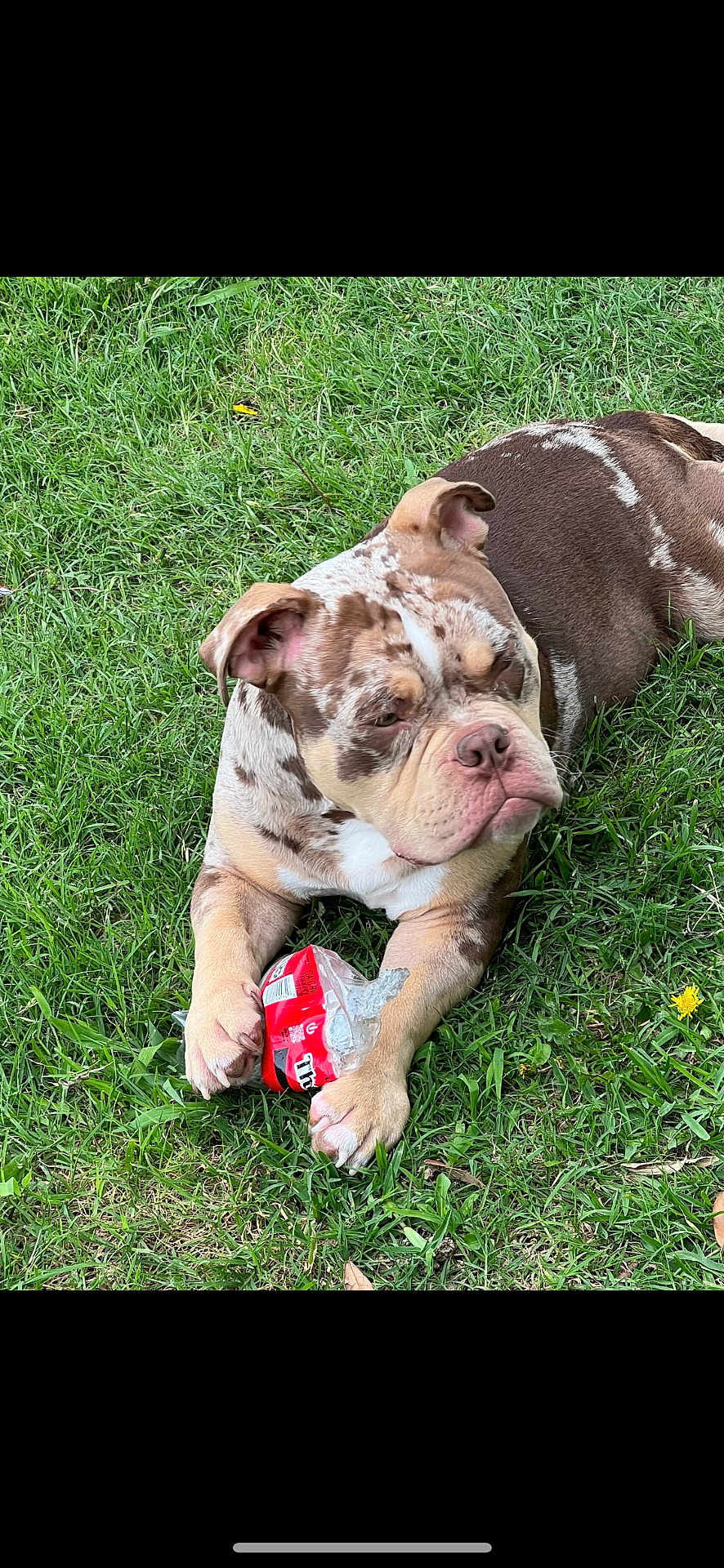 Chappo is registered to the contest to win money with this photo: dog, bulldog, puppy, grass, outdoor, animal, pet, can, red, relaxed, laying, playful, nature, cute, young, paw, fur, muzzle, ears, snout