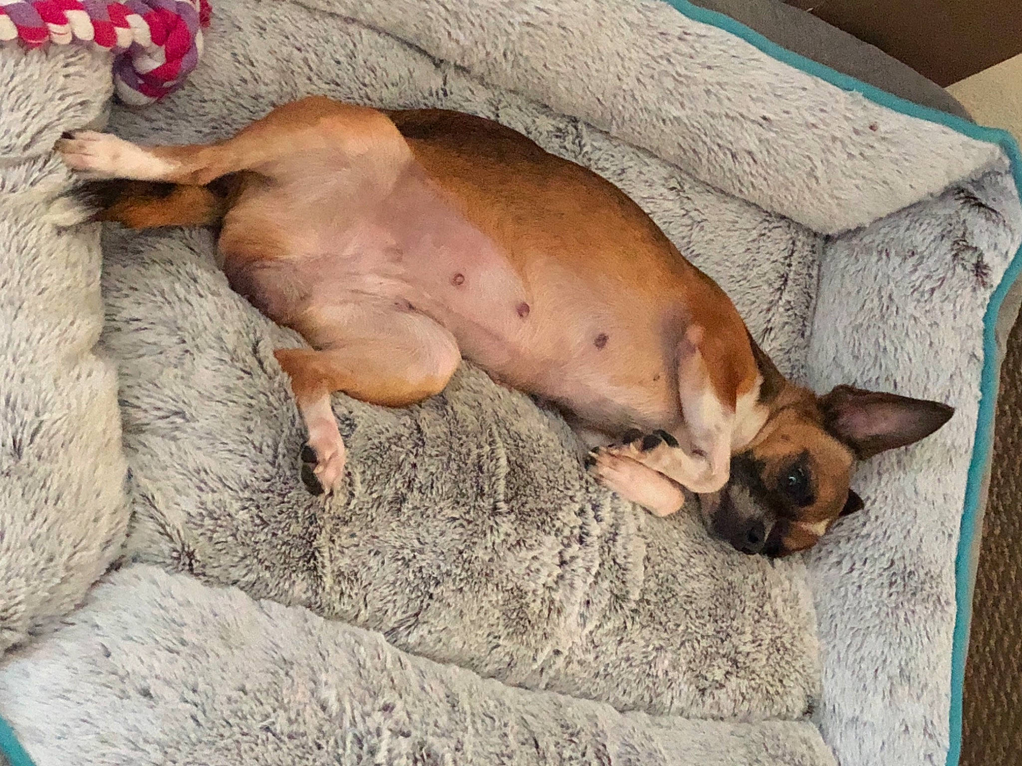 Laela joined the competition — help win amazing prizes! box, canidae, comfort, dog, dog_breed, domestic_pig, fawn, fur, liver, livestock, suidae, terrestrial_animal, wildlife