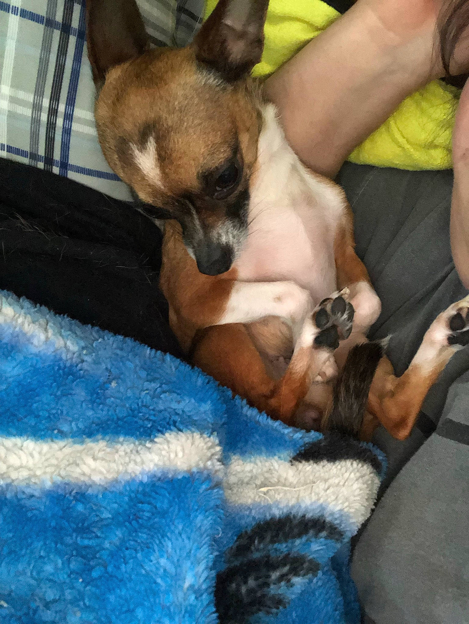 Laela joined the competition — help win amazing prizes! canidae, carnivore, chihuahua, comfort, companion_dog, dog, dog_breed, ear, fawn, fur, mammal, nap, paw, snout, sporting_group, terrestrial_animal, toy_dog, vertebrate, whiskers, working_animal