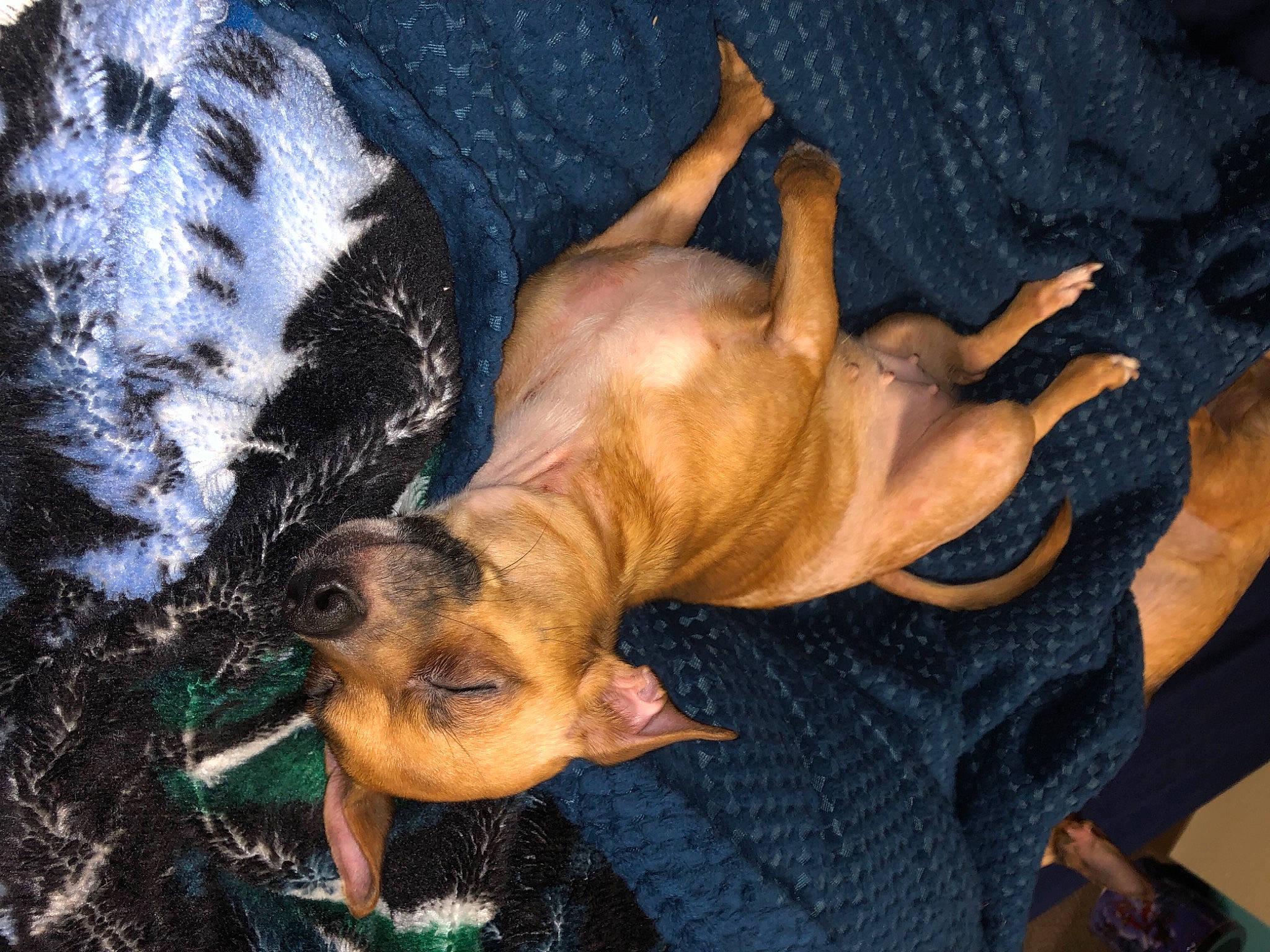 Khloe is registered to the contest to win money with this photo: art, canidae, carnivore, comfort, companion_dog, dog, dog_breed, fawn, fur, guard_dog, human_leg, paw, plant, snout, sporting_group, terrestrial_animal, toy_dog, whiskers, wildlife, wrinkle