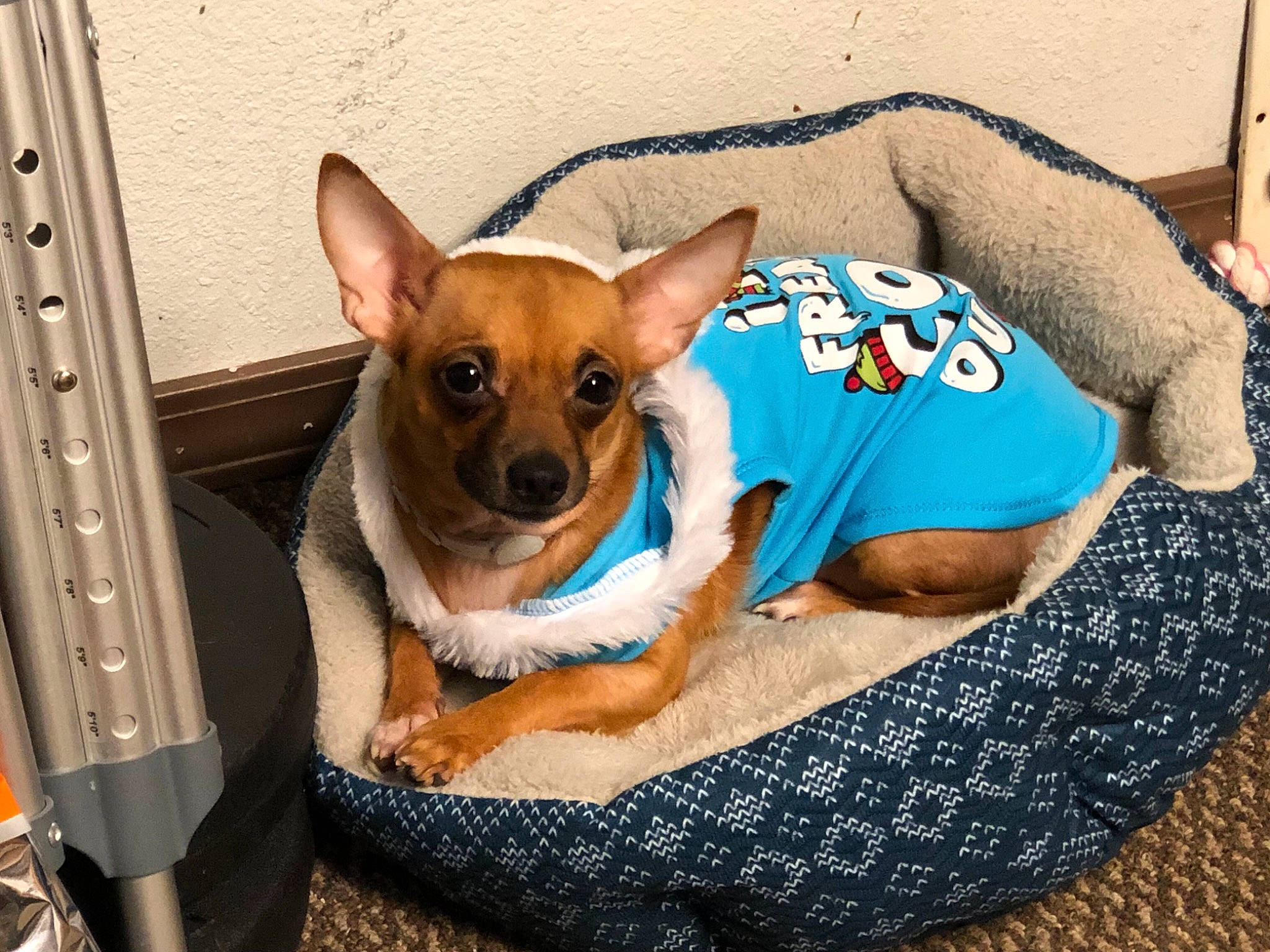 Khloe is registered to the contest to win money with this photo: canidae, carnivore, chihuahua, collar, comfort, companion_dog, dog, dog_breed, dog_clothes, dog_supply, fawn, mammal, musical_instrument, pet_supply, russkiy_toy, snout, sporting_group, toy_dog, whiskers, working_animal