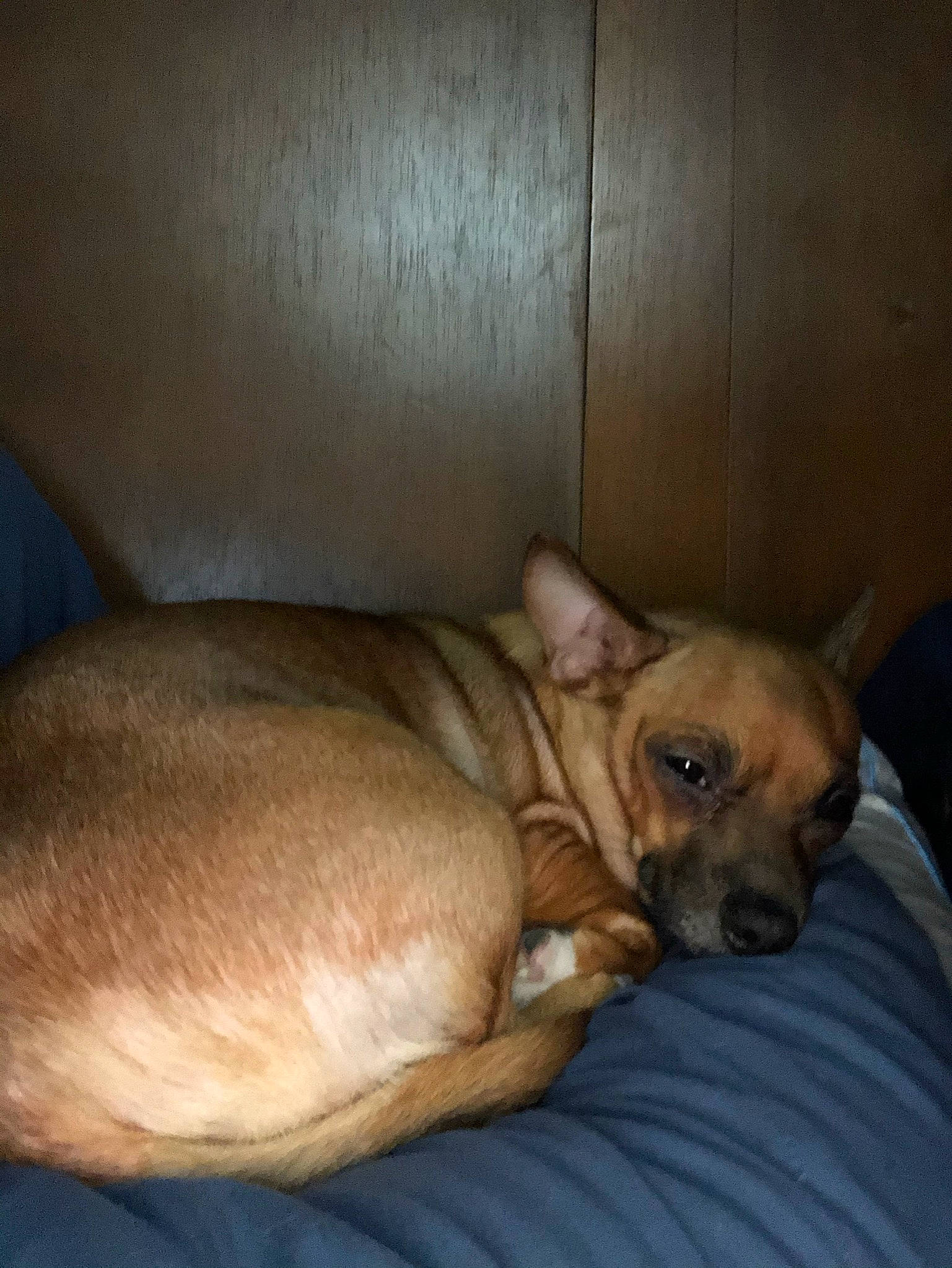 Khloe is registered to the contest to win money with this photo: bored, canidae, carnivore, comfort, companion_dog, dog, dog_breed, dog_supply, ear, fawn, fur, linens, liver, sporting_group, terrestrial_animal, toy_dog, whiskers, wood, working_animal, wrinkle