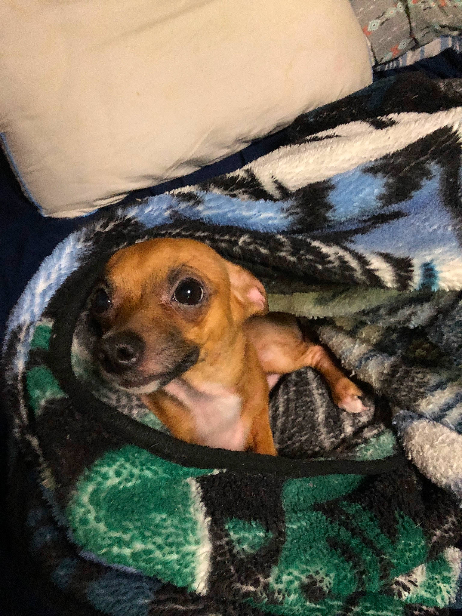 Khloe joined the competition — help win amazing prizes! canidae, carnivore, companion_dog, dog, dog_breed, fawn, fur, hat, liver, mammal, sitting, sporting_group, sunglasses, toy_dog, vertebrate, working_animal