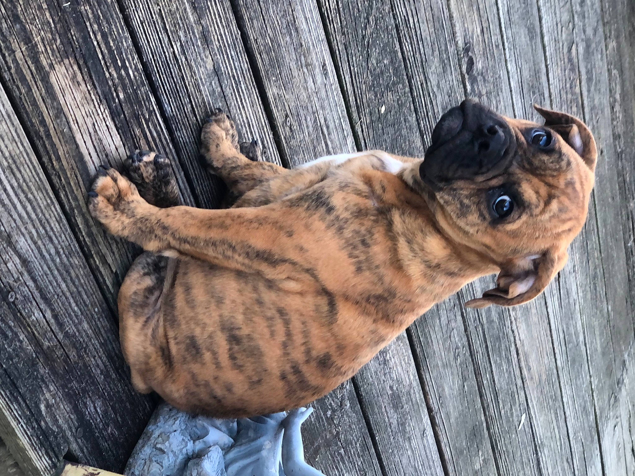 Rosie Mae is registered to the contest to win money with this photo: canidae, carnivore, companion_dog, dog, dog_breed, dog_collar, foot, fur, human_leg, paw, rope, sporting_group, tail, terrestrial_animal, whiskers, wildlife, window, wood, working_animal, wrinkle