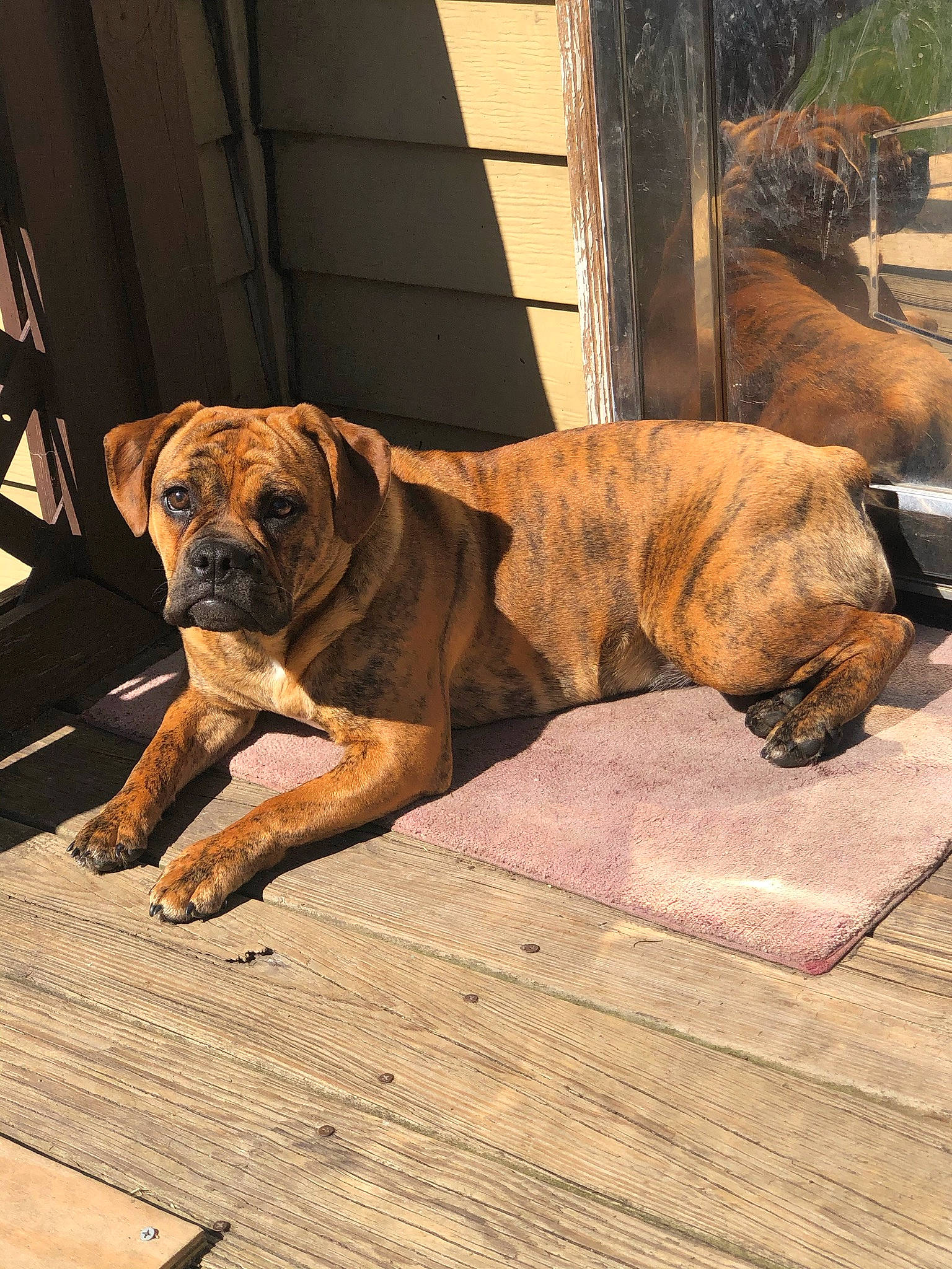 Rosie Mae is registered to the contest to win money with this photo: bored, boxer, canidae, carnivore, comfort, companion_dog, dog, dog_breed, dog_supply, fawn, flooring, hardwood, liver, snout, sporting_group, tail, terrestrial_animal, wood, working_animal, wrinkle