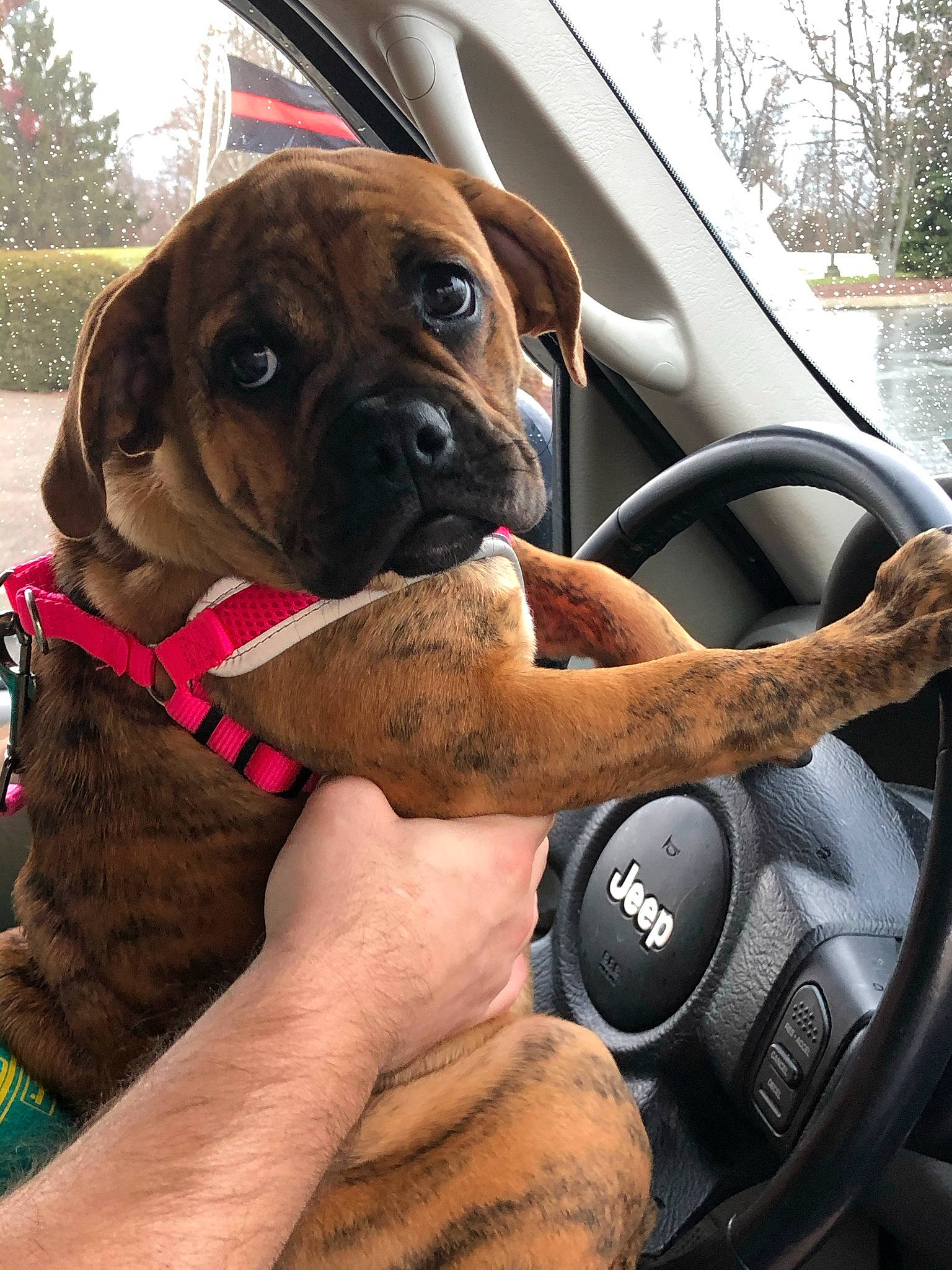 Rosie Mae joined the competition — help win amazing prizes! auto_part, car, carnivore, collar, companion_dog, dog, dog_breed, dog_collar, fawn, gesture, liver, motor_vehicle, pet_supply, plant, snout, sporting_group, steering_wheel, vehicle, vehicle_door, working_animal
