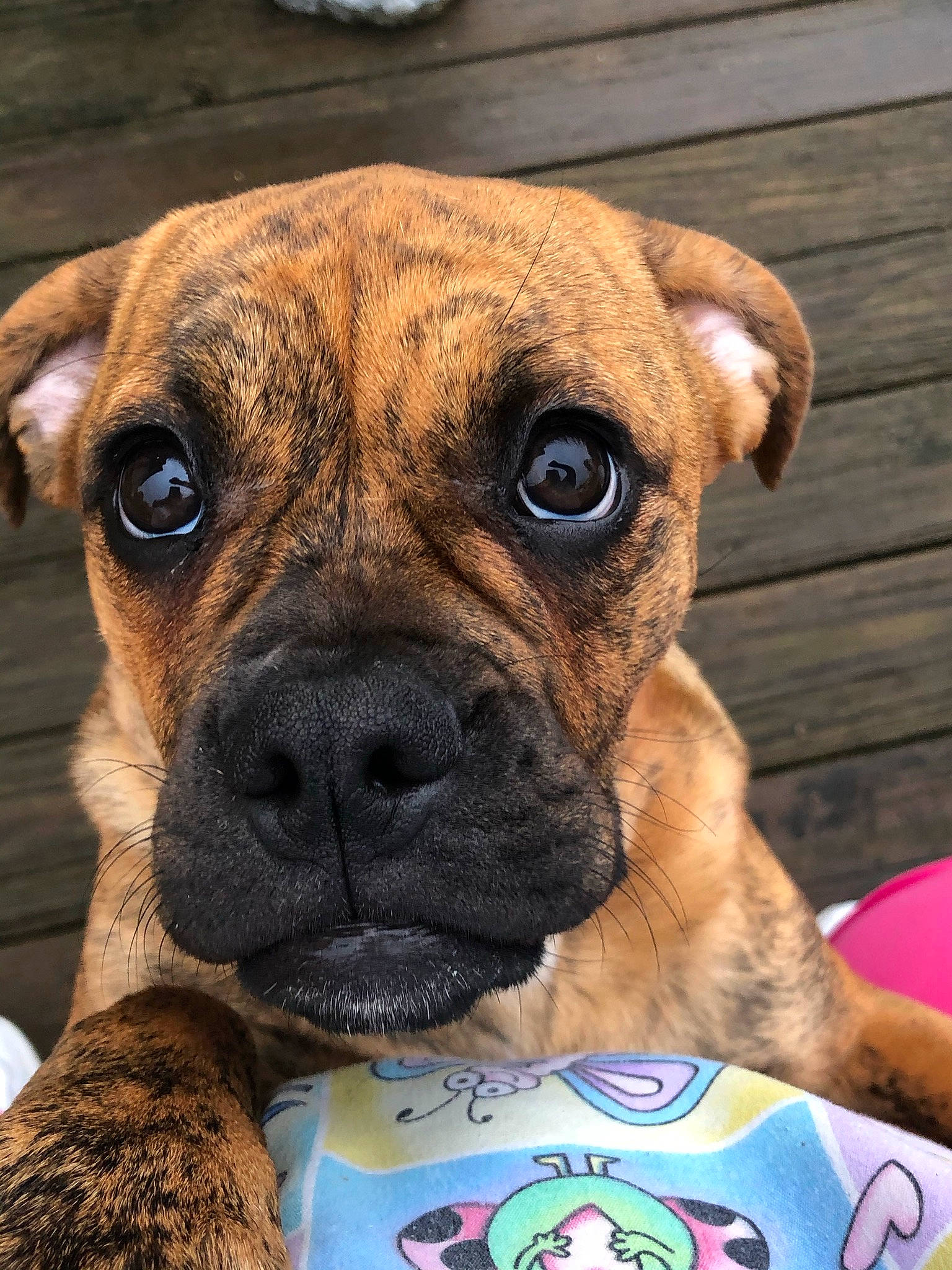 Rosie Mae joined the competition — help win amazing prizes! ancient_dog_breeds, boxer, canidae, carnivore, collar, companion_dog, dog, dog_breed, dog_collar, fawn, guard_dog, molosser, pet_supply, snout, sporting_group, terrestrial_animal, whiskers, working_animal, working_dog, wrinkle