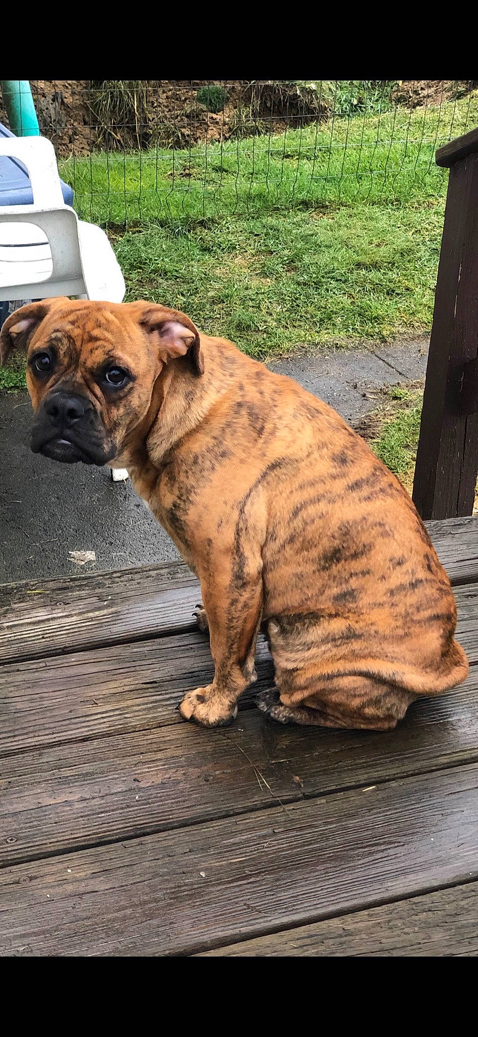 Rosie Mae is registered to the contest to win money with this photo: boxer, carnivore, collar, companion_dog, dog, dog_breed, dog_collar, fawn, grass, liver, molosser, plant, snout, tail, terrestrial_animal, vehicle, whiskers, wood, working_animal, wrinkle