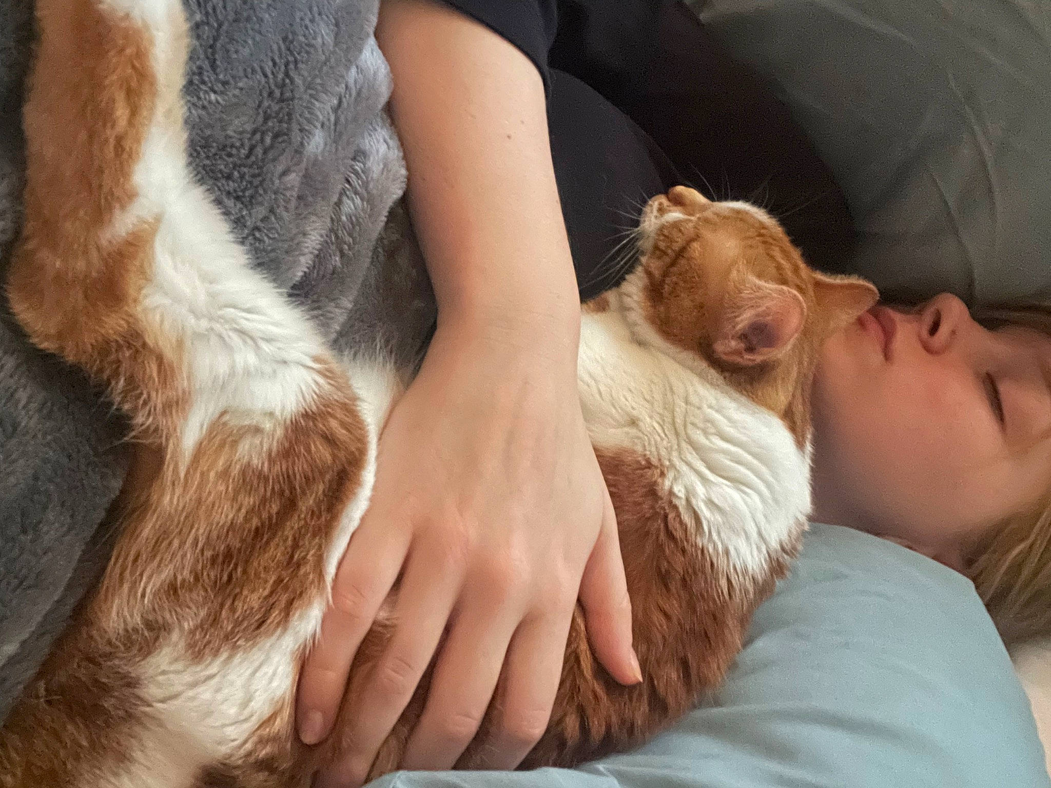 Miss Bean is registered to the contest to win money with this photo: carnivore, comfort, companion_dog, dog, dog_breed, ear, elbow, eyelash, fawn, felidae, gesture, human_body, human_leg, knee, leg, nail, neck, nose, skin, snout