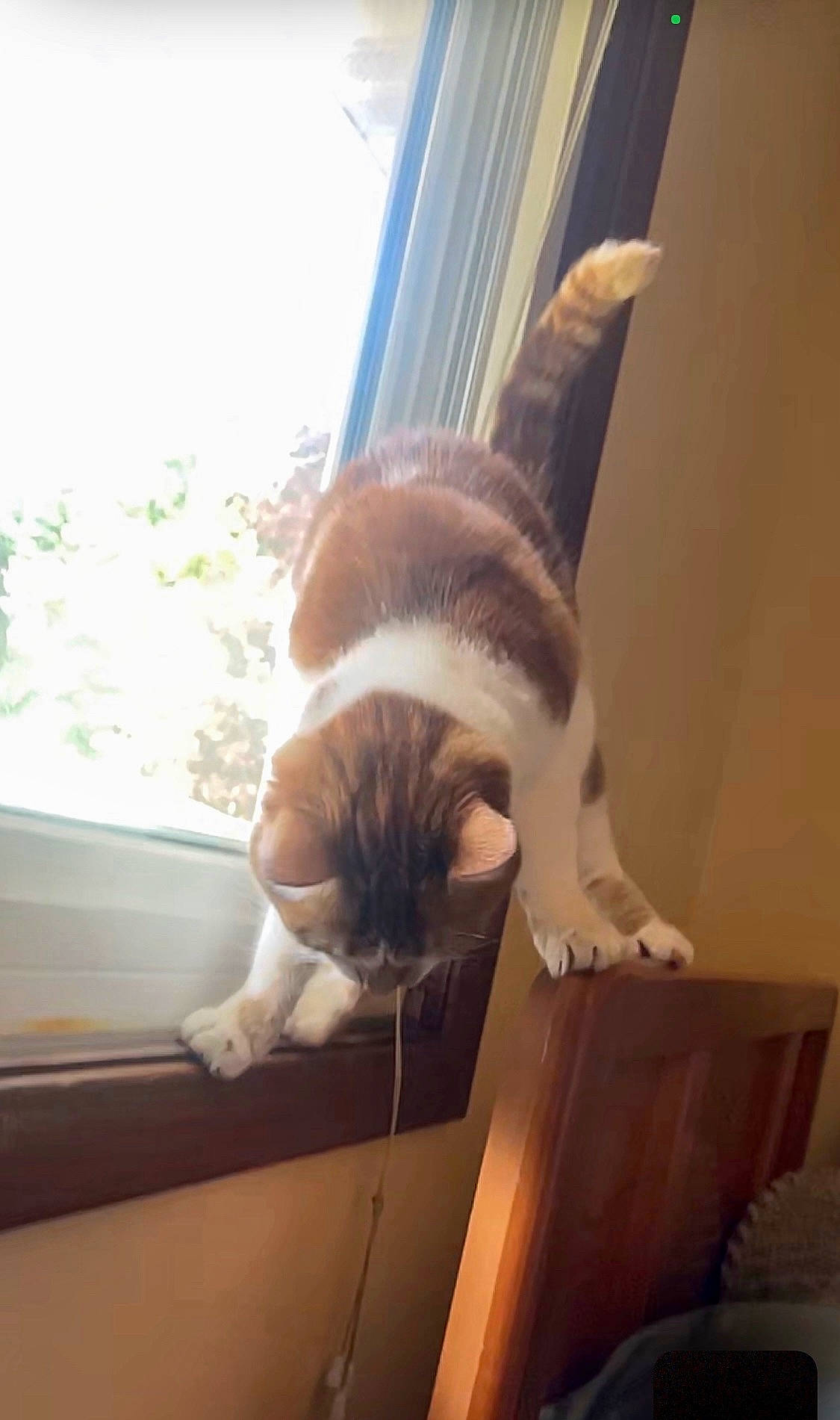 Miss Bean joined the competition — help win amazing prizes! carnivore, cat, comfort, domestic_short_haired_cat, fawn, felidae, fur, hardwood, mammal, plant, room, small_to_medium_sized_cats, snout, tail, whiskers, window, wood