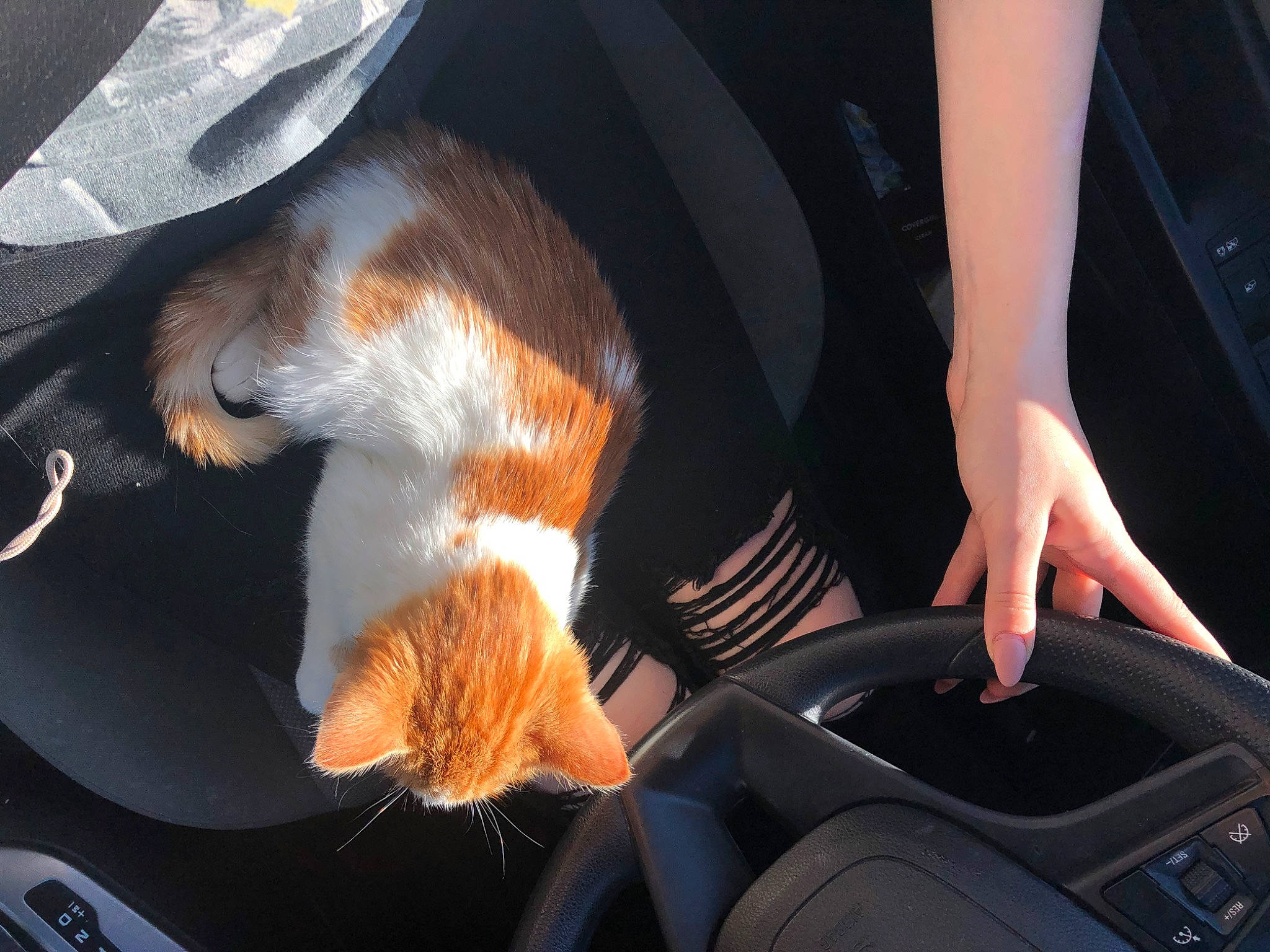 Miss Bean is registered to the contest to win money with this photo: auto_part, automotive_design, automotive_exterior, automotive_lighting, car, carnivore, cat, comfort, felidae, hand, leg, motor_vehicle, personal_luxury_car, plant, shoe, small_to_medium_sized_cats, steering_wheel, vehicle, vehicle_door, whiskers