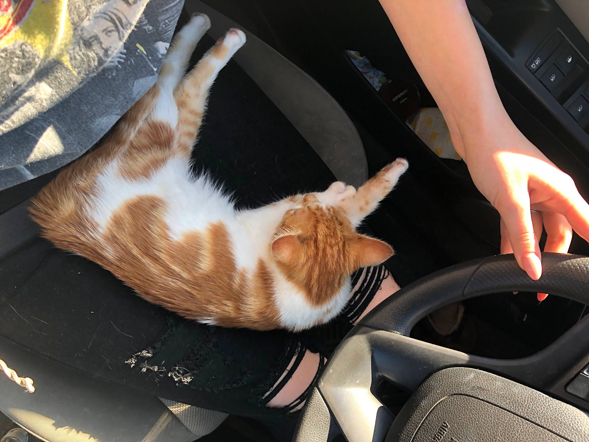 Miss Bean joined the competition — help win amazing prizes! automotive_design, automotive_exterior, automotive_lighting, car, carnivore, cat, comfort, fawn, felidae, gesture, hand, lap, motor_vehicle, personal_luxury_car, plant, steering_wheel, vehicle, vehicle_door, whiskers, window