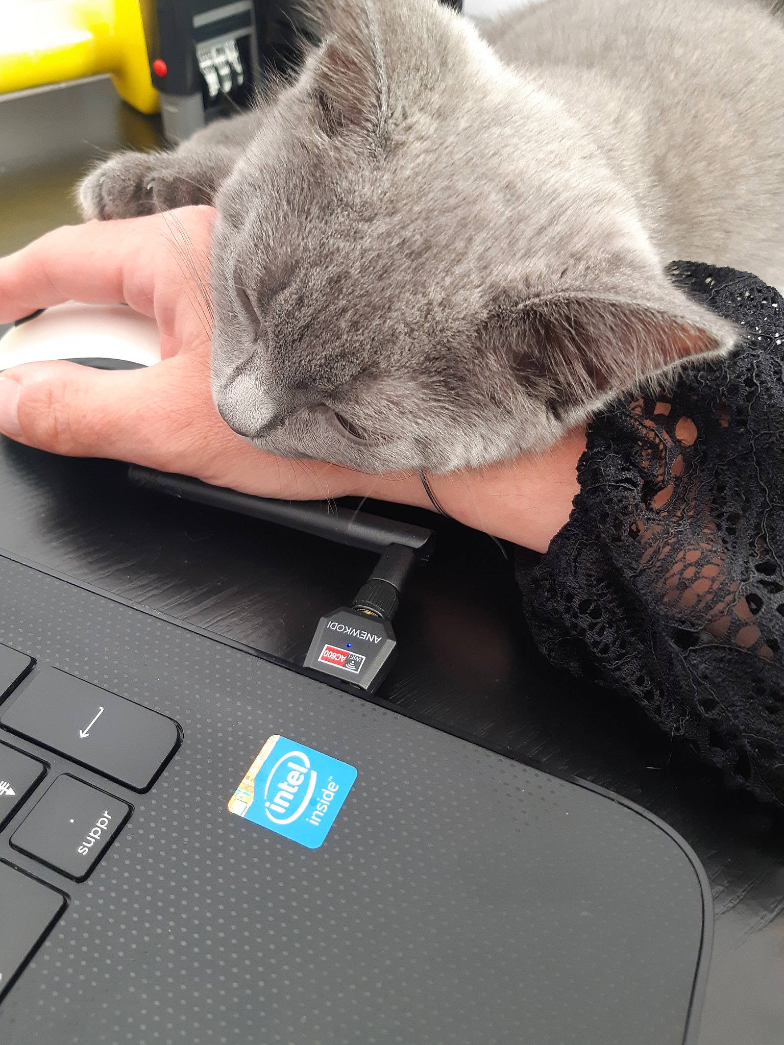 Palma a rejoint le concours — aidez-le/la à gagner de superbes lots ! british_shorthair, carnivore, cat, chartreux, domestic_short_haired_cat, ear, electronic_device, felidae, fur, hand, kitten, korat, russian_blue, small_to_medium_sized_cats, whiskers