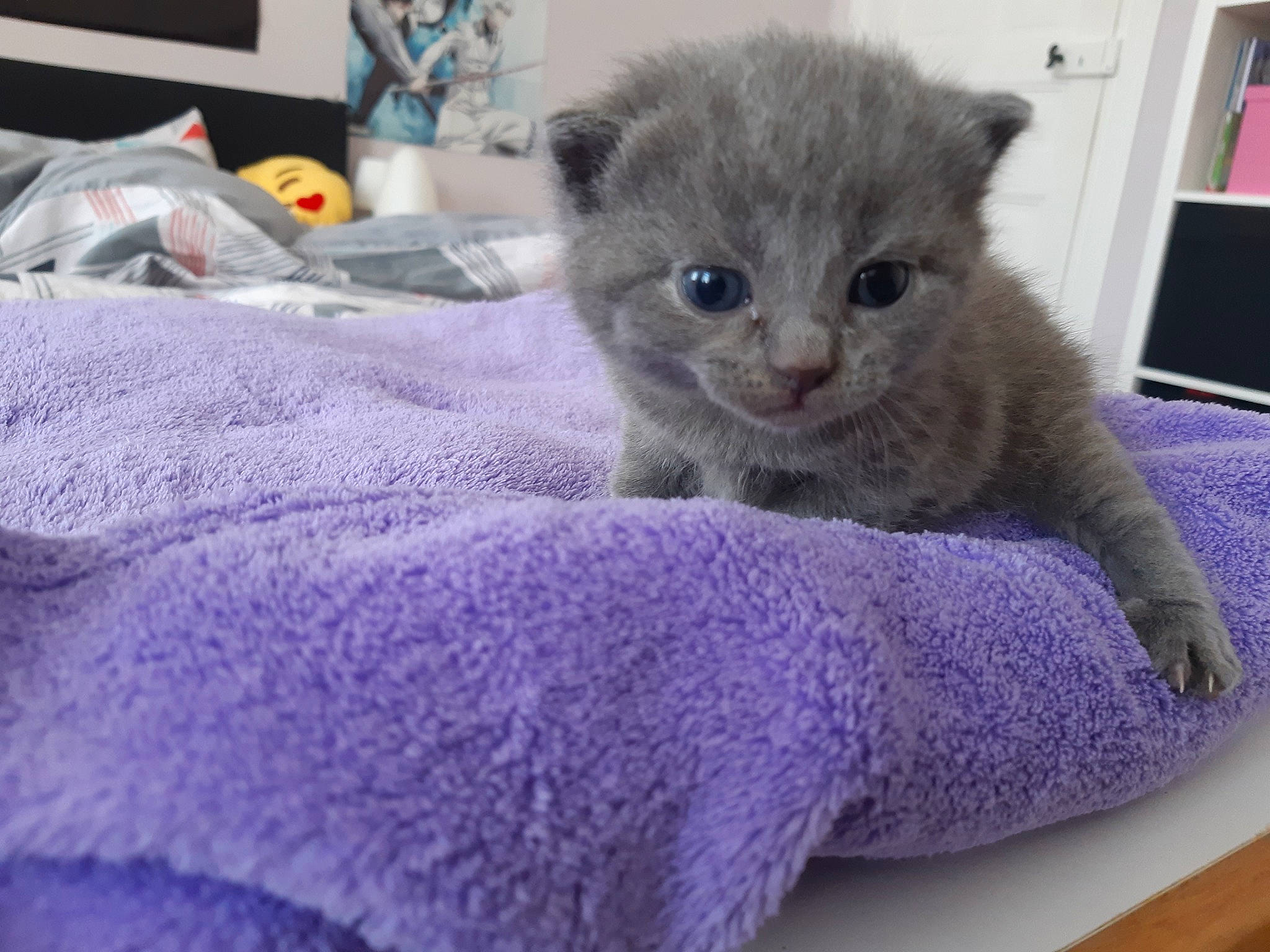 Palma participe au concours pour gagner de l'argent avec cette photo : asian, australian_mist, british_longhair, british_semi_longhair, british_shorthair, carnivore, cat, chartreux, domestic_short_haired_cat, fawn, felidae, kitten, korat, mammal, nebelung, russian_blue, scottish_fold, small_to_medium_sized_cats, vertebrate, whiskers