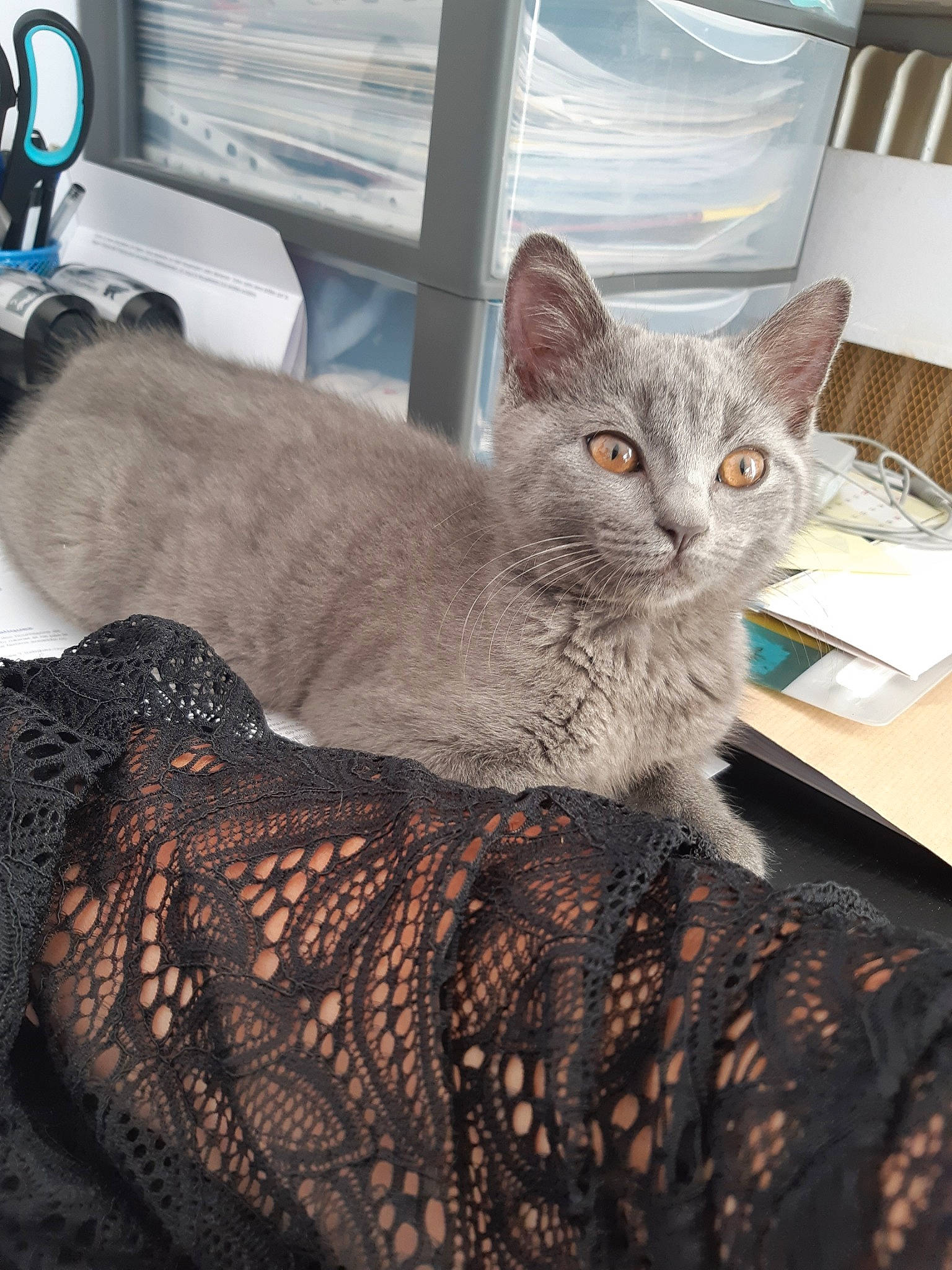 Palma participe au concours pour gagner de l'argent avec cette photo : asian, australian_mist, british_shorthair, carnivore, cat, chartreux, domestic_short_haired_cat, european_shorthair, fawn, felidae, german_rex, kitten, mammal, nebelung, pixie_bob, russian_blue, small_to_medium_sized_cats, tabby_cat, whiskers