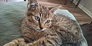 Meiko joined the competition — help win amazing prizes! animal, cat, close_up, cozy, cushion, cute, eyes, feline, floor, fur, home, indoor, kitten, pet, relaxed, resting, soft_light, tabby, whiskers, young