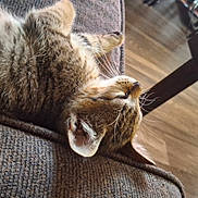 Meiko is registered to the contest to win money with this photo: animal, brown, cat, closeup, couch, cozy, domestic, floor, fur, furniture, home, indoor, pet, relaxing, resting, sleeping, tabby, texture, whiskers, wood