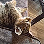 animal, brown, cat, closeup, couch, cozy, domestic, floor, fur, furniture, home, indoor, pet, relaxing, resting, sleeping, tabby, texture, whiskers, wood