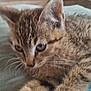 Meiko is registered to the contest to win money with this photo: animal, cat, close_up, cushion, cute, domestic, ears, eyes, feline, fur, indoor, kitten, pattern, pet, resting, small, soft, tabby, whiskers, young