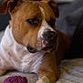 Pablo participe au concours pour gagner de l'argent avec cette photo : dog, brown, white, toy, blanket, indoor, pet, canine, relaxed, soft, closeup, portrait, fur, paw, animal, companion, laying, focus, texture, calm